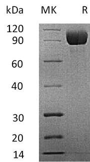 Recombinant Mouse IL-13RA1 (C-Fc)