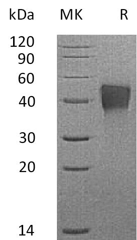 Recombinant Mouse TROP-2 (C-6His)