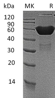 Recombinant Mouse CXADR (C-Fc)