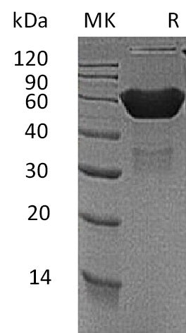 Recombinant Mouse CXADR (C-Fc)