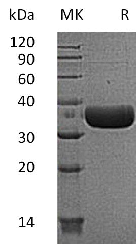 Recombinant Mouse Tpsb2 (C-6His)