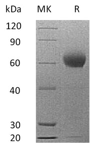 Recombinant Mouse CFH (C-6His)