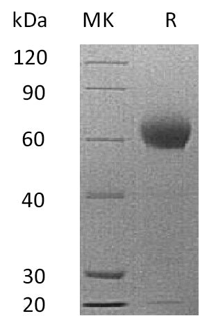 Recombinant Mouse CFH (C-6His)
