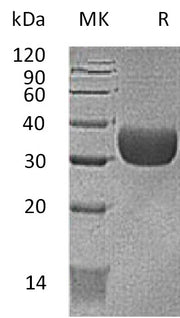 Biotinylated Mouse CXADR (C-Avi-6His)