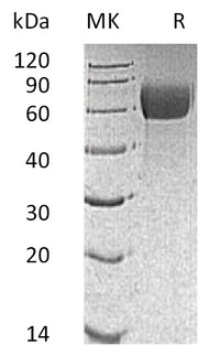 Biotinylated Mouse IL-13RA1 (C-Avi-6His)