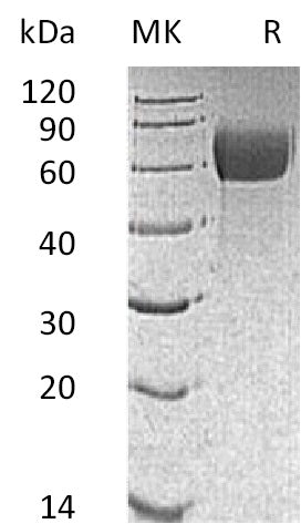Biotinylated Mouse IL-13RA1 (C-Avi-6His)