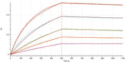 Recombinant Rat CD73 (C-6His)