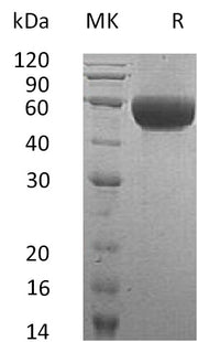 Recombinant Human NTRI (C-6His)