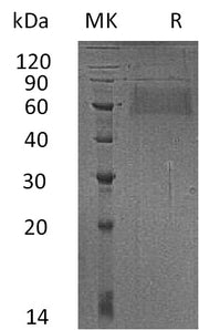 Recombinant Human L-Selectin (C-6His)