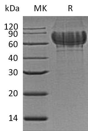 Recombinant Mouse IBSP (C-6His)