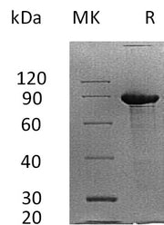 Recombinant Human SDC1 (C-Fc)