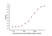 Recombinant Human ACVR2A (C-Fc-6His)