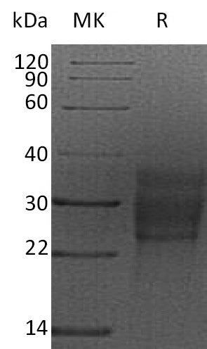 Recombinant Rat SCF (C-6His)