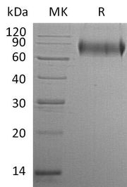 Recombinant Human E-selectin (C-6His)