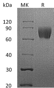 Recombinant Human CD58 (C-Fc)