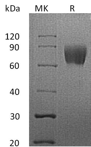 Recombinant Human CD58 (C-Fc)
