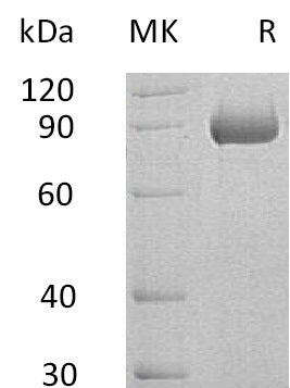 Recombinant Human SEMA4B (C-6His)