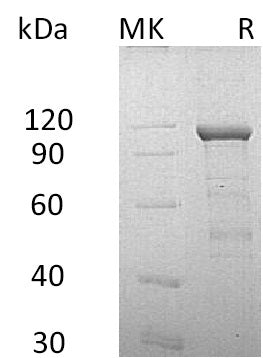 Recombinant Human CDH11 (C-Fc-6His)