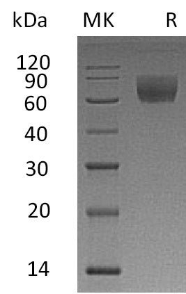Recombinant Rhesus Macaque CD47 (C-Fc)