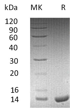 Recombinant Human ApoC2 (C-6His)