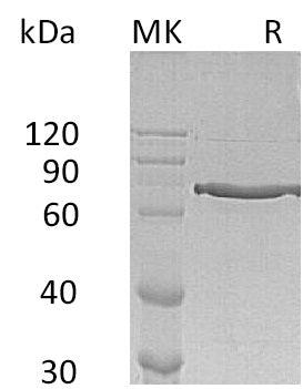 Recombinant Human Cyr61 (C-Fc)