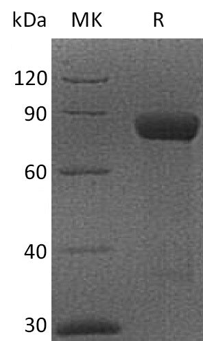 Recombinant Cynomolgus CRTAM (C-Fc)