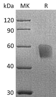 Recombinant Cynomolgus CD3d (C-Fc)