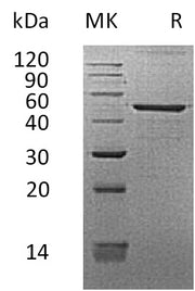 Recombinant Human REG3G (C-Fc)