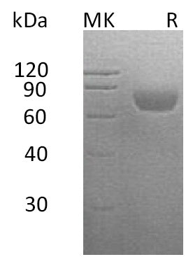 Recombinant Human SLAMF2 (C-Fc-6His)