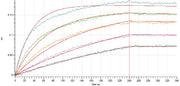 Recombinant Human IL-4 RA (C-mFc)