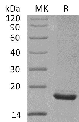 Recombinant Mouse Endostatin (C-6His)