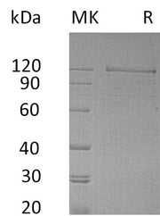 Recombinant Human NRCAM (C-Fc)