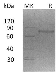 Recombinant Mouse NCR1 (C-Fc)