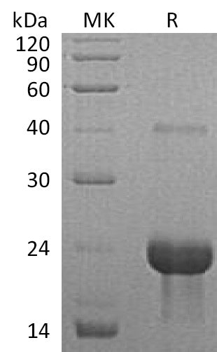 Recombinant Mouse TNF R1