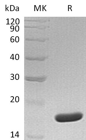 Recombinant Human MYDGF (N-6His)