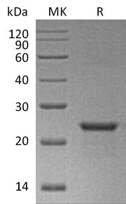 Recombinant Human NEDD8 (N-6His-SUMO)