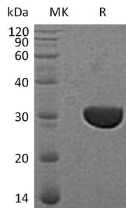 Recombinant Human CLIC3 (C-6His)