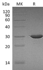 Recombinant Human ABCB5 (N-Trx)