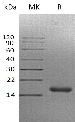 Recombinant Human CALCA (C-6His)