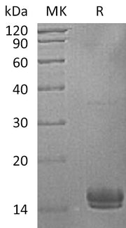 Recombinant Human UBE2V1 (C-6His)