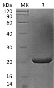 Recombinant Human FGF-17