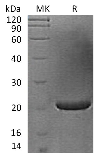 Recombinant Human FGF-17