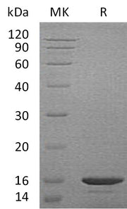 Recombinant Mouse CCL21