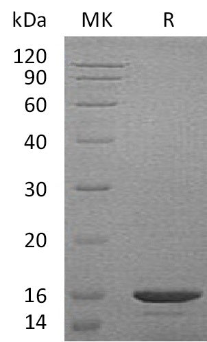 Recombinant Mouse CCL21