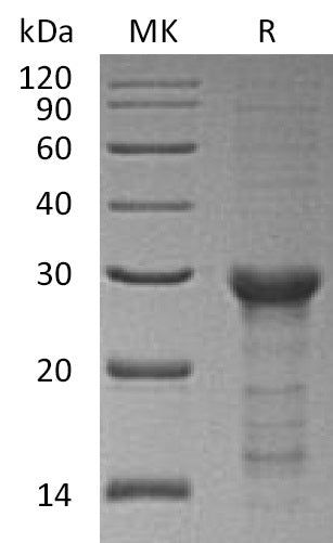 Recombinant Human STAT6 (C-6His)