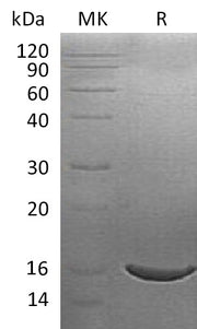 Recombinant Human ISG15 (C-6His)