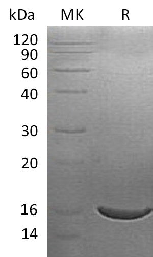 Recombinant Human ISG15 (C-6His)