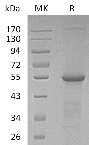 Recombinant Human TUBB4A (N-6His)
