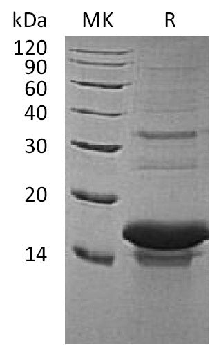 Recombinant Human TAC3 (N-6His)