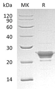 Recombinant Human PRDX3